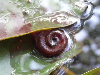 biomphalariaglabrata-cu s400x600