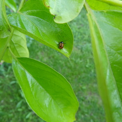 insecte
