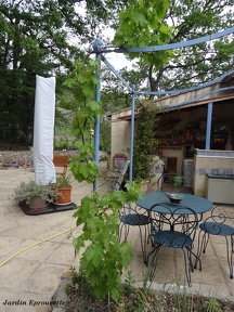 Vitis vinifera