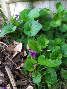 viola