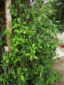 Viburnum tinus