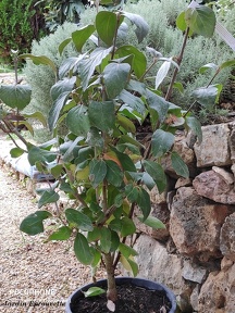 viburnumcarlcephalum