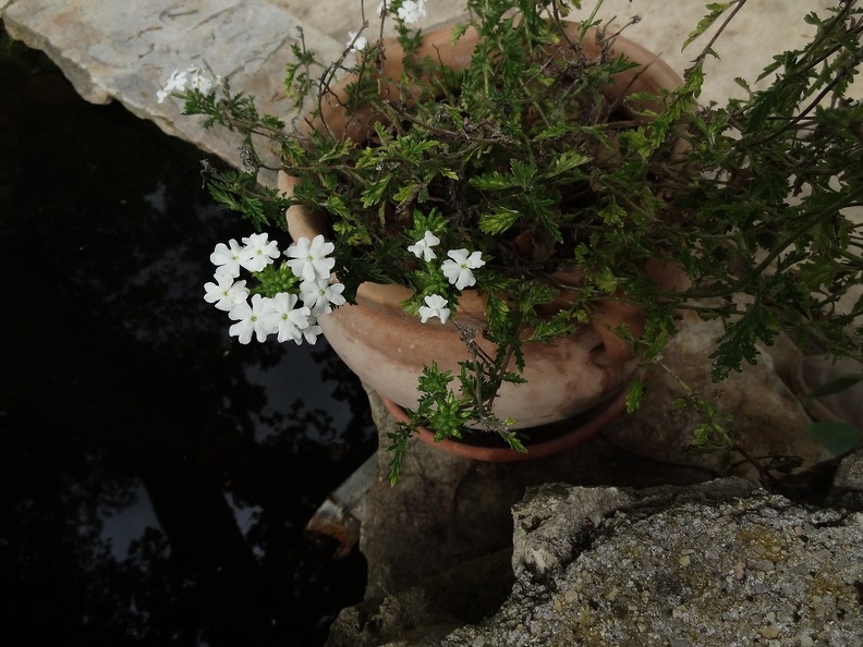 Verbena hybrida white