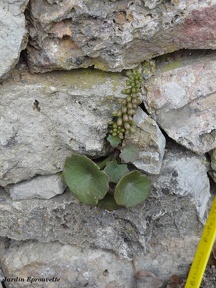 Umbilicus rupestris