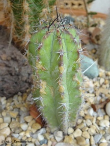 Trichocereus escayachensis