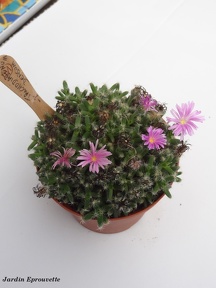 Trichodiadenum densum