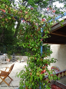 Trachelospermum jasminoide