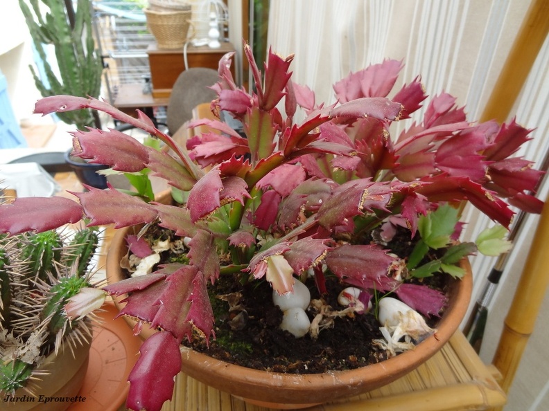 Schlumbergera