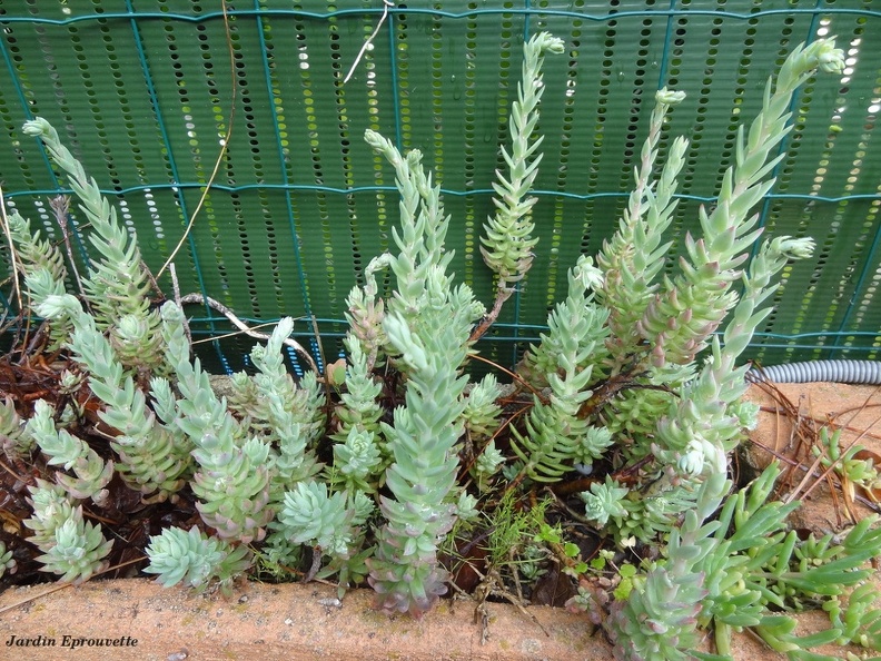Sedum nicaensis