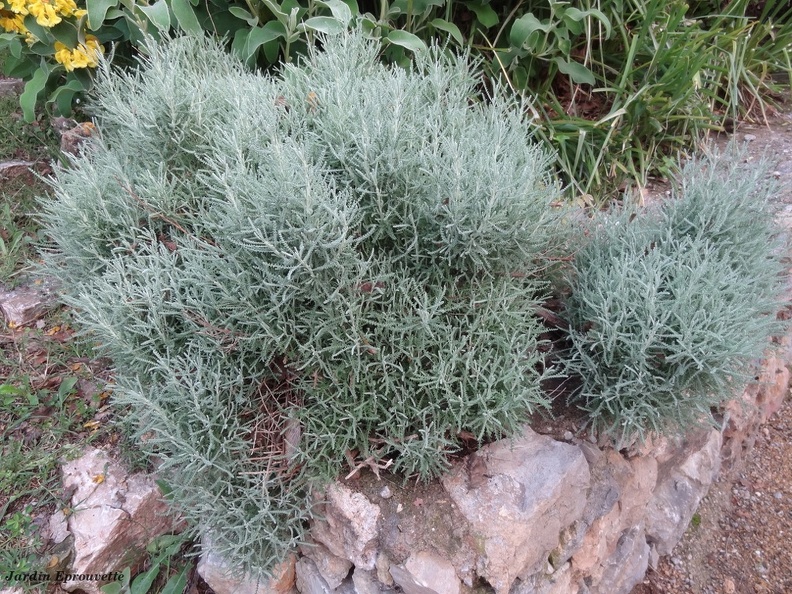 santolinapinnata