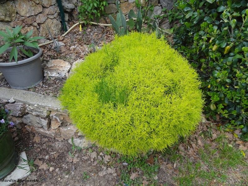 santolinarosmarinifolialemon