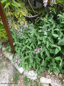 salviaofficinalis