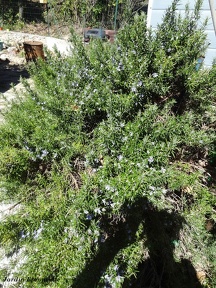 rosmarinusofficinalis
