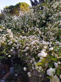 Rosa banksiae