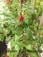 Rosa chinensis sanguinea