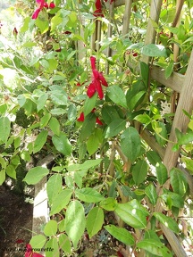 Rosa chinensis sanguinea