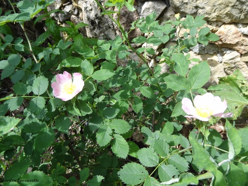 Rosa canina