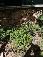 Rosa chinensis mutabilis