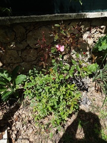 Rosa chinensis mutabilis