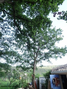 Quercus pubescens