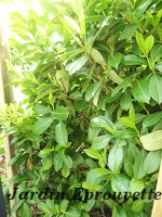 Prunus laurocerasus rotundifolia