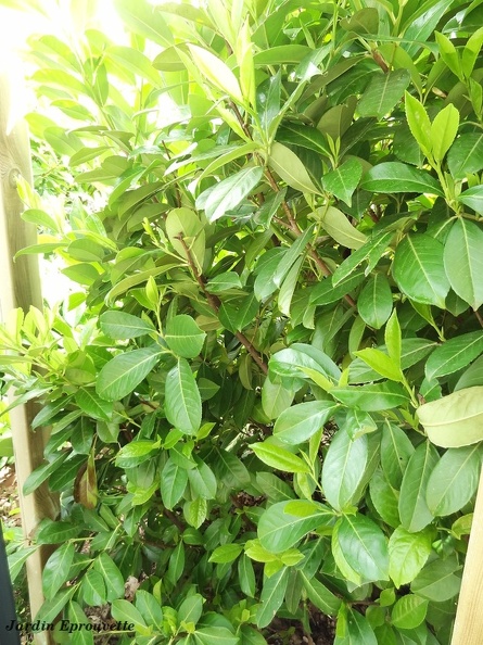 prunuslaurocerasusrotundifolia.jpg