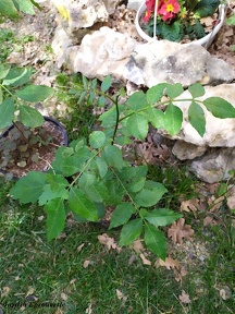 Zanthoxylum piperitum