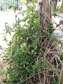 Passiflora