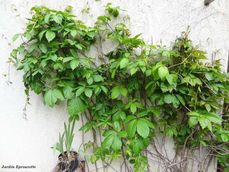 Parthenocissus quinquefolia