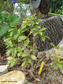 Osmanthus heterophyllus