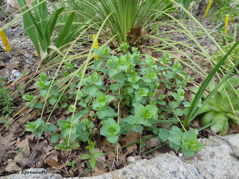 0riganum kentbeauty