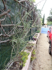 Opuntia leptocaulis
