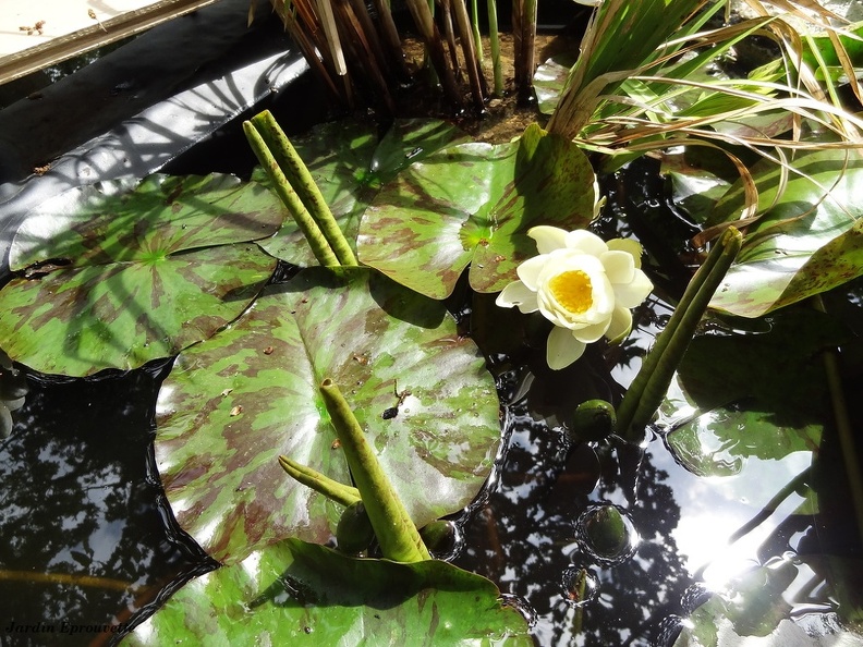 Nymphaea moorei