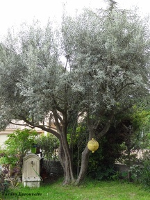 Olea europea
