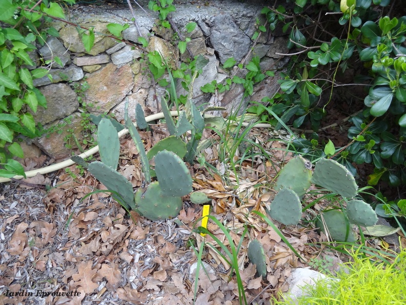 Opuntia ficus indica