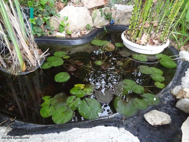 Nymphaea Atropurpurea