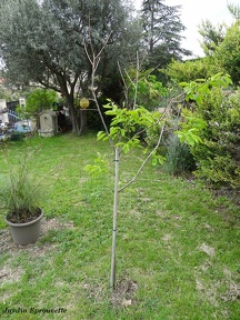 Diospyros kaki Vaniglia