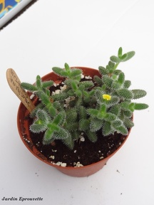 Delosperma echinatum