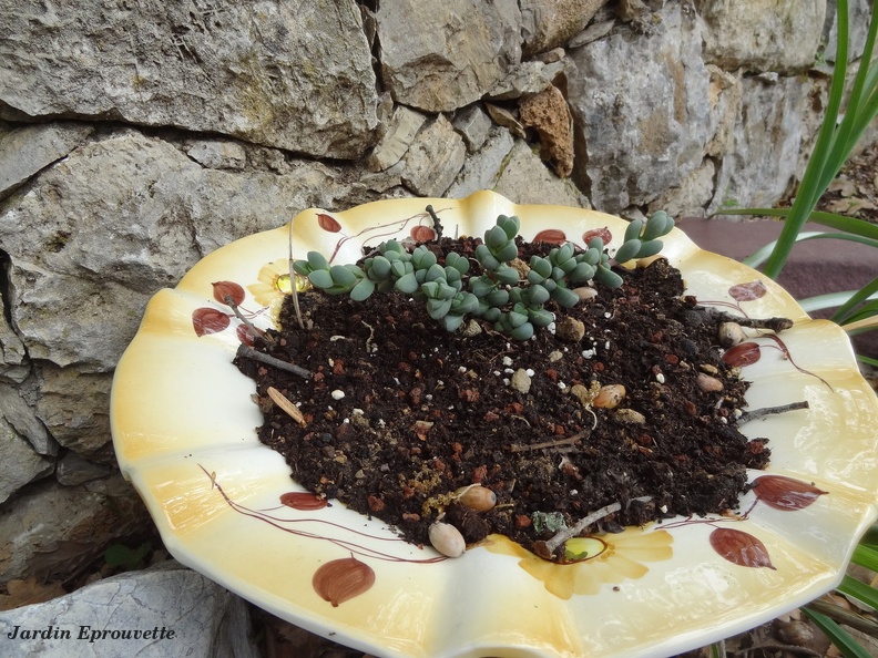 Delosperma lehmanii