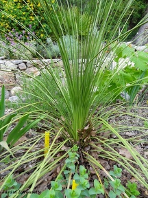 Dasylirion longissimum