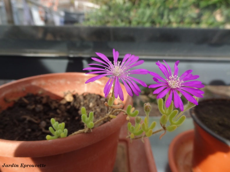 Delosperma cooperi