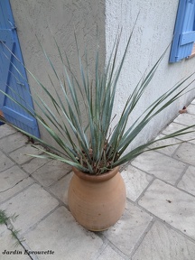 Dasylirion leiophyllum