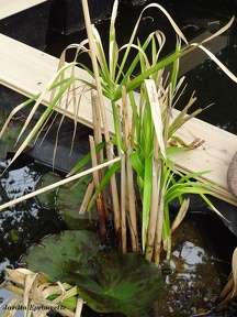 Cyperus papyrus