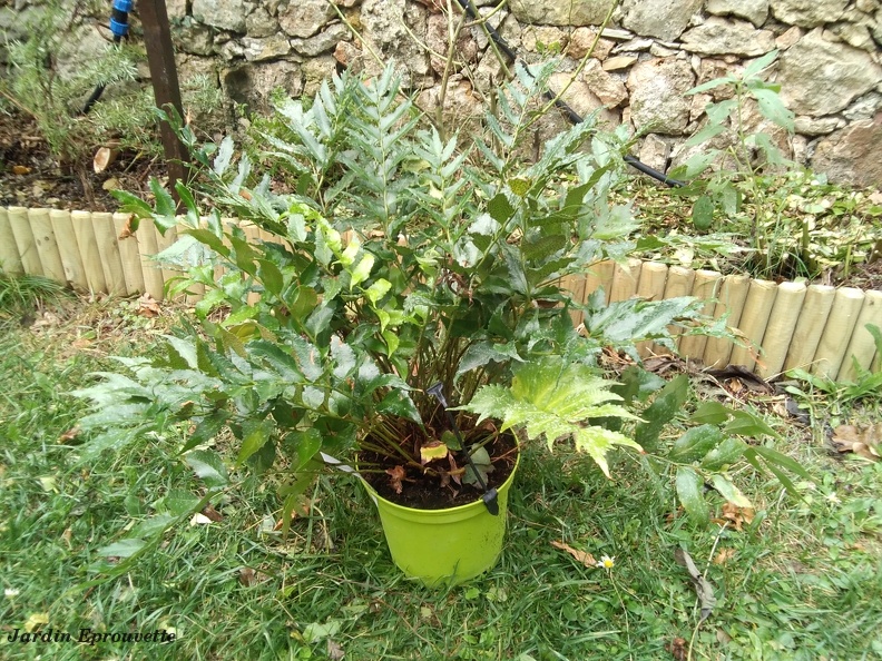 Cyrtomium falcatum