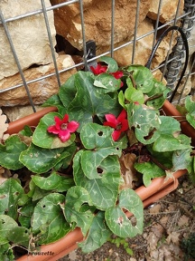 Cyclamen rouge
