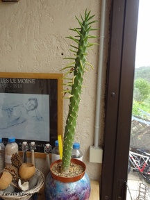 Cylindropuntia subulata monstruosa