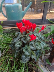 Cyclamen midi