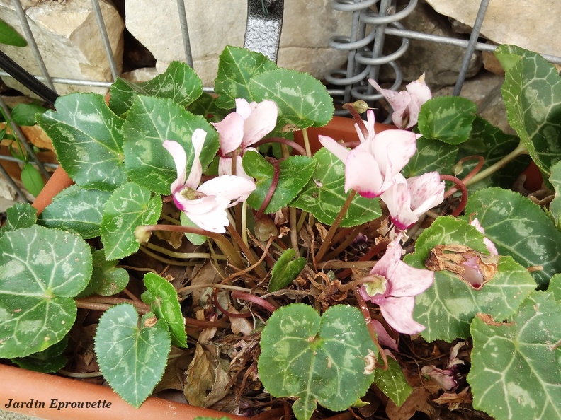 Cyclamen rose