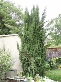 Cupressus sempervirens