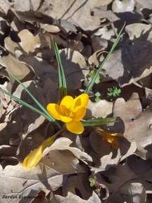 Crocus